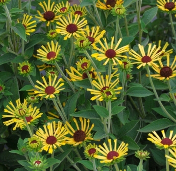 Little Henry Sweet Coneflower, Rudbeckia subtomentosa 'Little Henry'